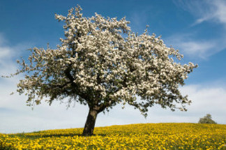 Tree planting in Germany - a different world is plantable!